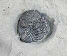 Large Eldredgeops Trilobite From New York #9201-1